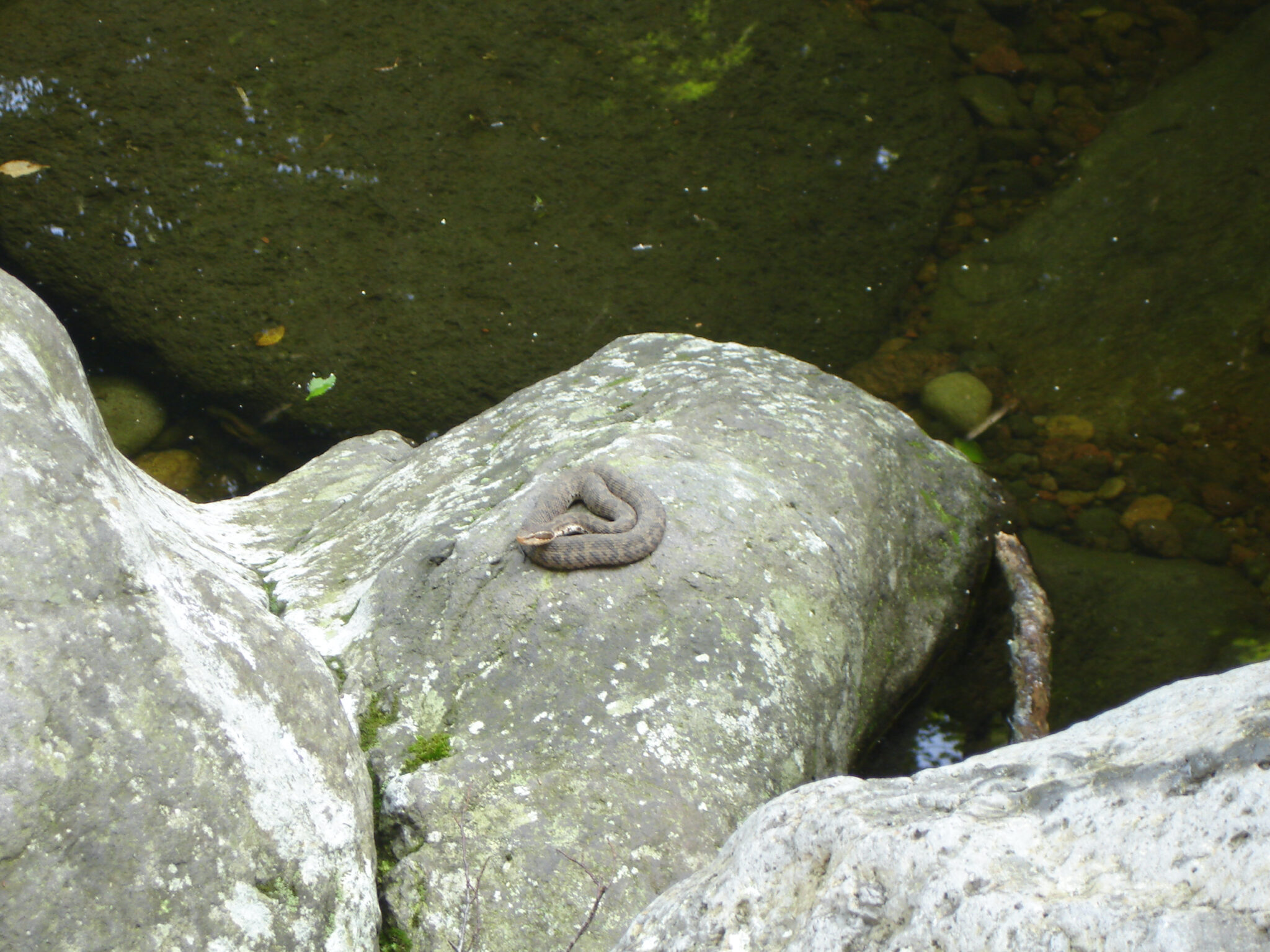 Judge Seo and the Snake's Revenge Jeju Island